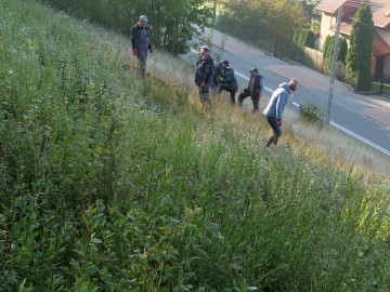 sadzenie zawil. wielk. 10.25. 9, 